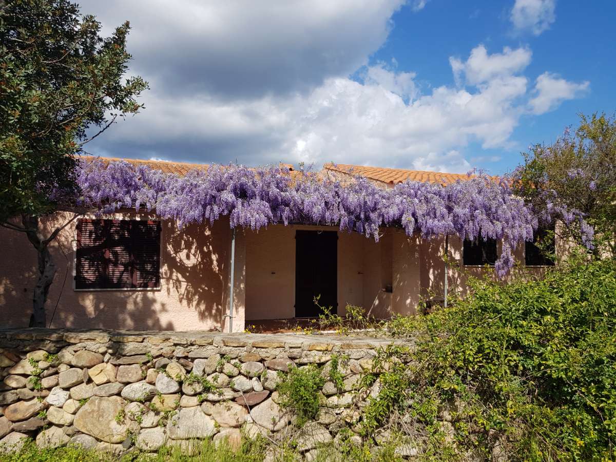 ein Haus auf Sardinien das mit blühenden Kletterpflanzen überwachsen ist