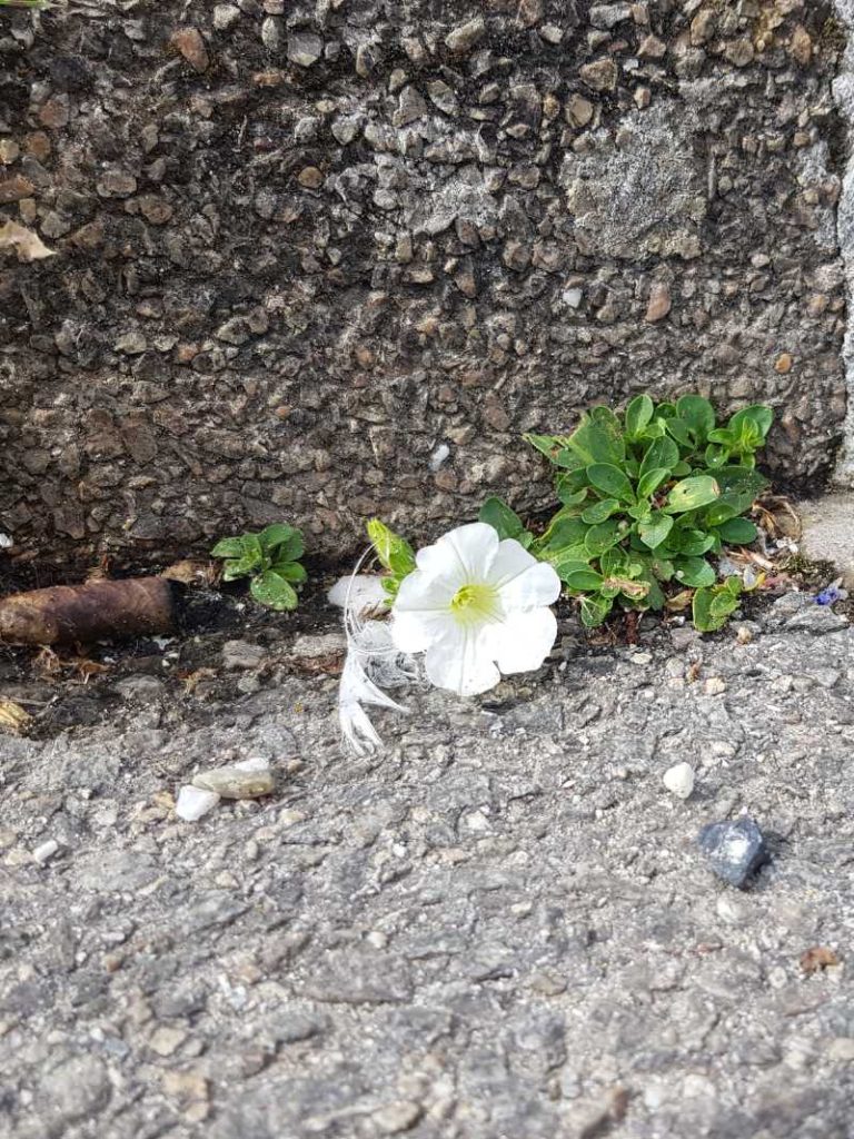 weiße Blume am Gehsteig zu Beitrag bunte Fensterläden